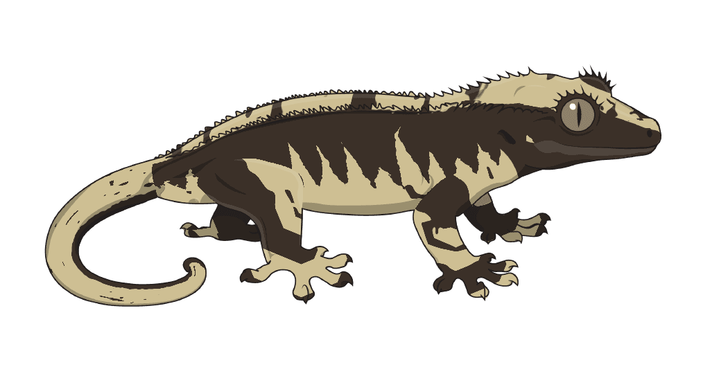A gecko drawn from its genes by the renderer: No Empty Back